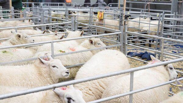 "Breeders' paradise" as demand for hoggets soars