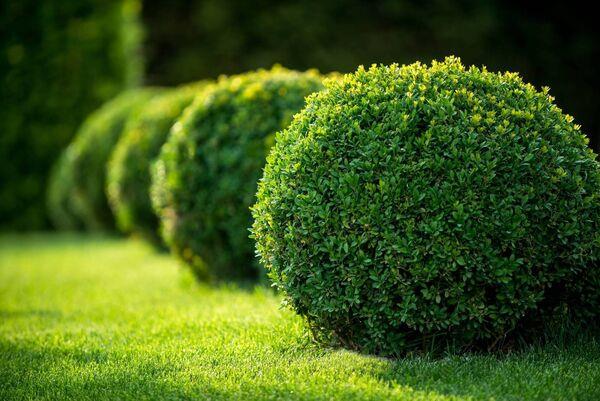 Depending on how its used, buxus or boxwood can work in a formal or informal, co<em></em>ntemporary or traditional-style garden. 