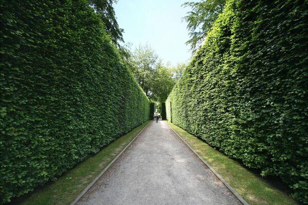 Mixing beech, pictured, with other species can make for a very interesting hedge. 